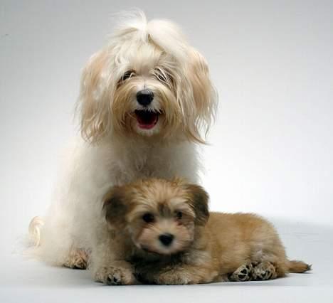 Bichon havanais Cloeérs Erika - Venice og Erika. billede 5