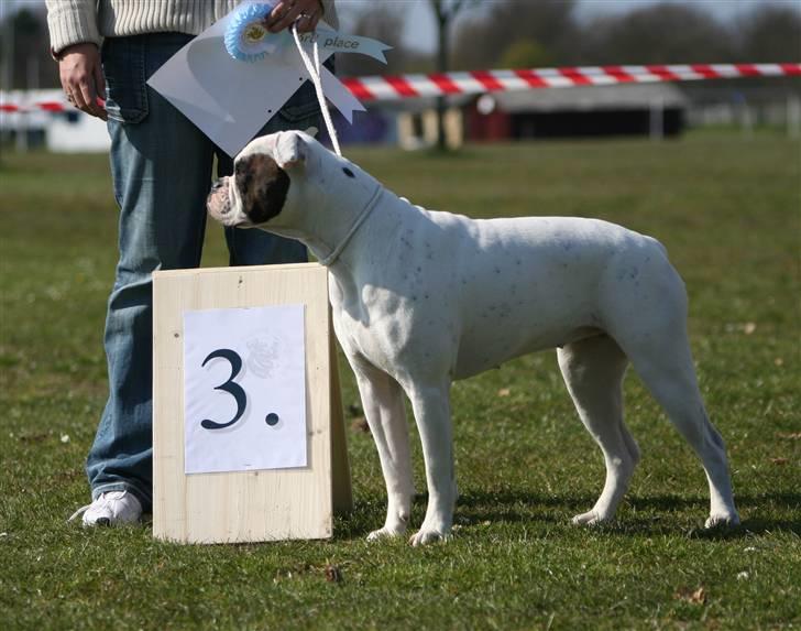 Amerikansk bulldog ¤ANNA¤  billede 17