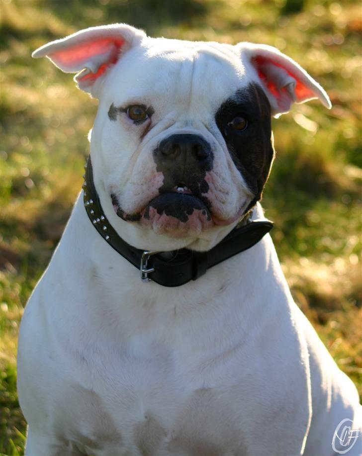 Amerikansk bulldog ¤ANNA¤  billede 18