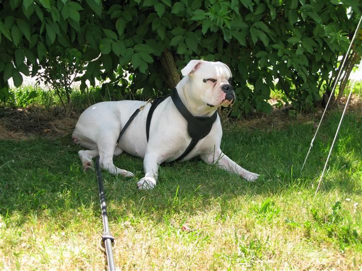 Amerikansk bulldog ¤ANNA¤  billede 19
