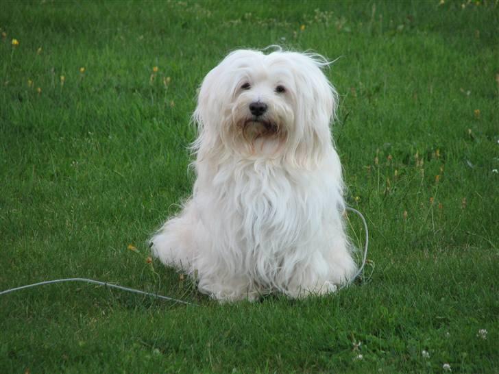 Bichon havanais Bubber - Var der ikke en dejlig tæve derhenne?? Hmm, jeg må se efter.......... billede 9