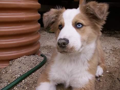 Islandsk fårehund Victor - Har gravet i grus billede 6