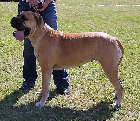 Bullmastiff Amy billede 6
