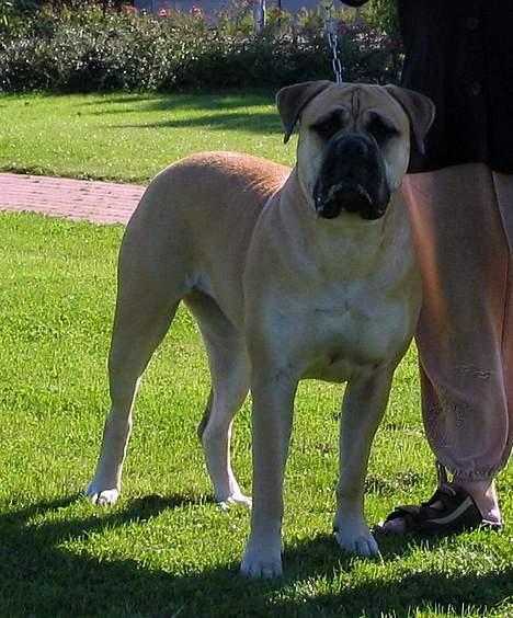 Bullmastiff Amy billede 7