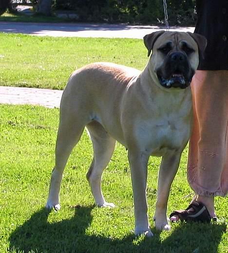 Bullmastiff Amy billede 8