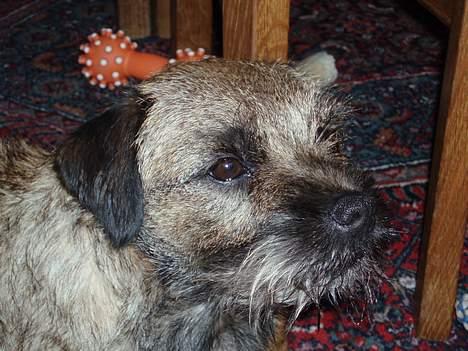 Border terrier Petit fleur (lykke) - er jeg ikke dejlig billede 2