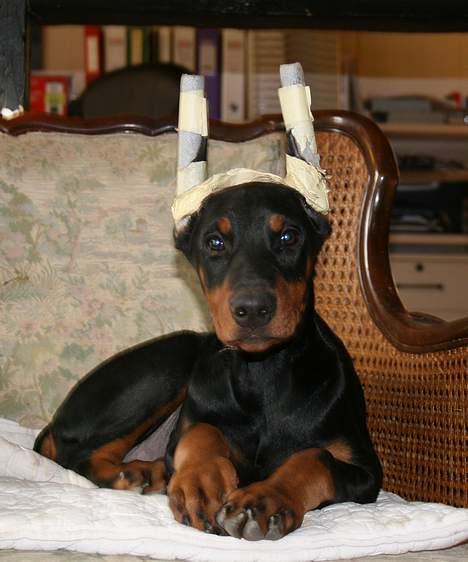 Dobermann Flora = Kronhjort - Vi kalder hende Kronhjorten billede 1