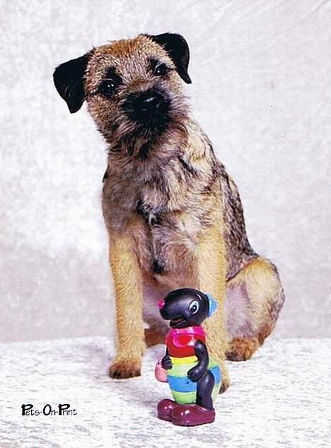 Border terrier Petit fleur (lykke) - se nu at få taget det billed så jeg kan komme hjem billede 3