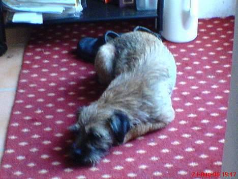 Border terrier Petit fleur (lykke) - gejligt med en middagslur billede 4