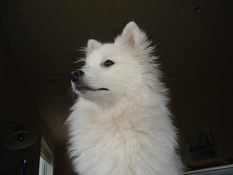 Japansk spids sif billede 9