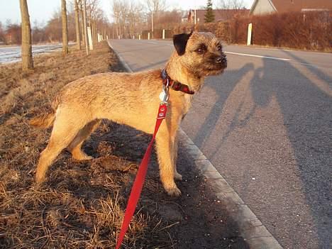 Border terrier Petit fleur (lykke) - Kan jeg gå over vejen nu billede 5