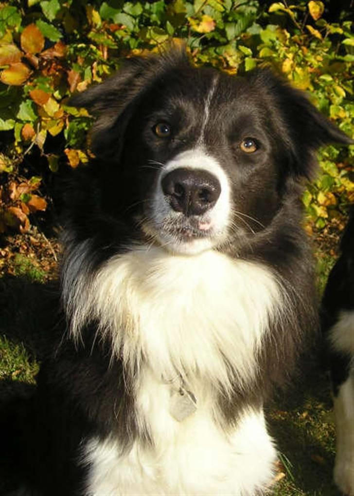 Border collie Rocky R.I.P. - Hejsa jeg er Rocky.. Min mor elsker mig over alt på denne jord!!! billede 1