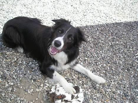 Border collie Rocky R.I.P. - Han elsker at spille bold. billede 2