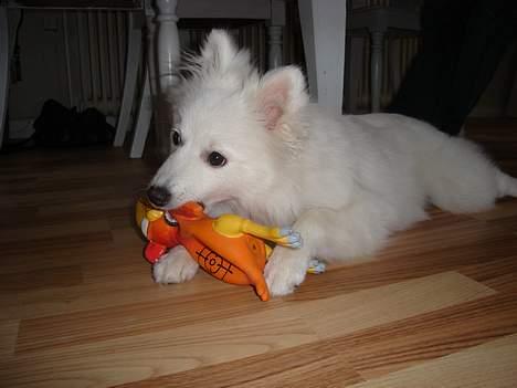 Japansk spids sif billede 10