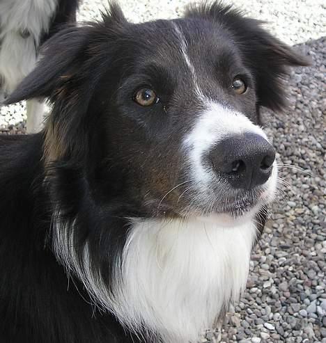 Border collie Rocky R.I.P. - har hun mon noget man kan spise billede 3