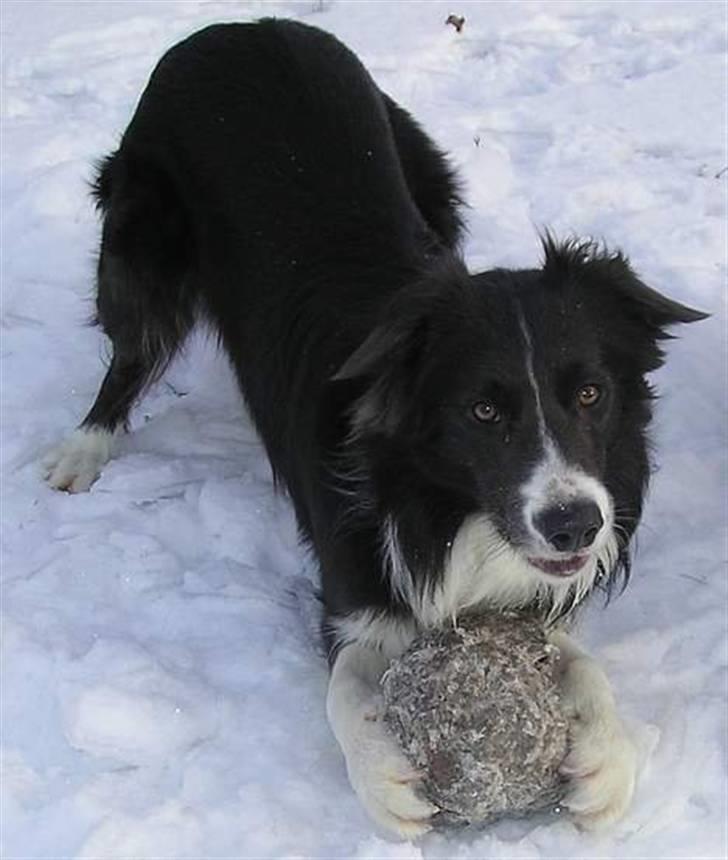 Border collie Rocky R.I.P. - smuk er jeg billede 4