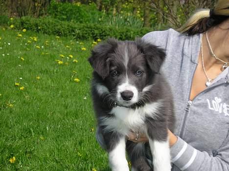 Border collie Rocky R.I.P. - her er rocky også kun 8 uger gammel billede 5
