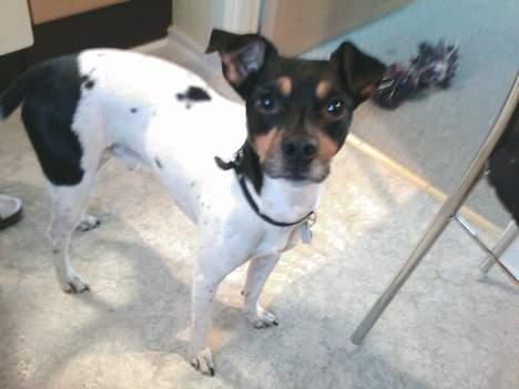 Dansk svensk gaardhund Dick billede 2