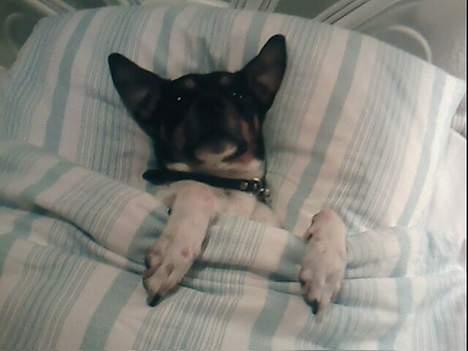 Dansk svensk gaardhund Dick billede 3