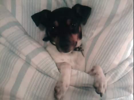 Dansk svensk gaardhund Dick billede 4