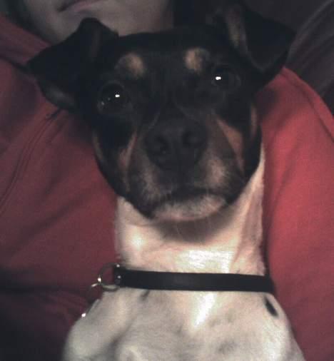 Dansk svensk gaardhund Dick billede 5