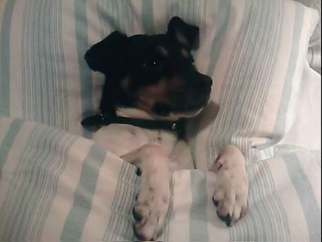 Dansk svensk gaardhund Dick billede 6