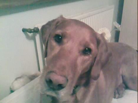 Blanding af racer Max billede 2