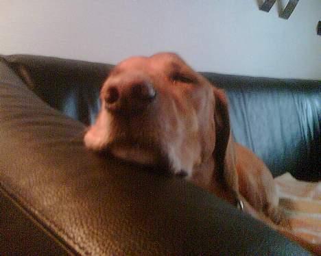 Blanding af racer Max billede 3