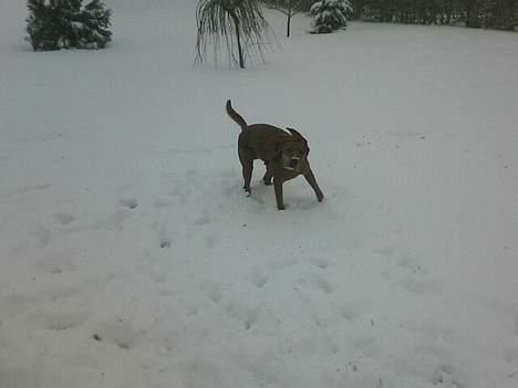 Blanding af racer Max billede 4