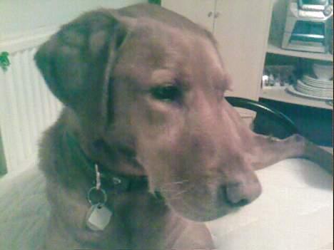 Blanding af racer Max billede 5