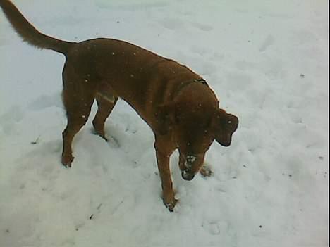 Blanding af racer Max billede 6