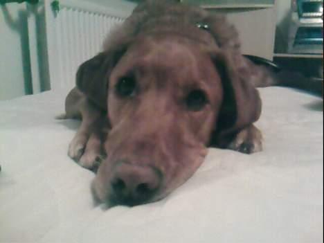 Blanding af racer Max billede 7