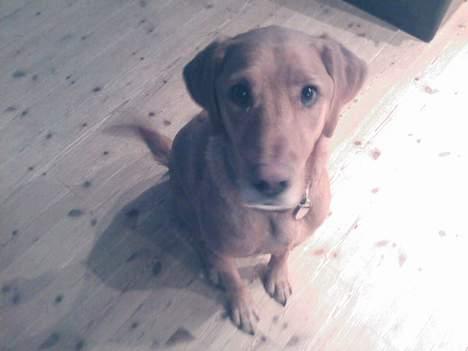 Blanding af racer Max billede 8