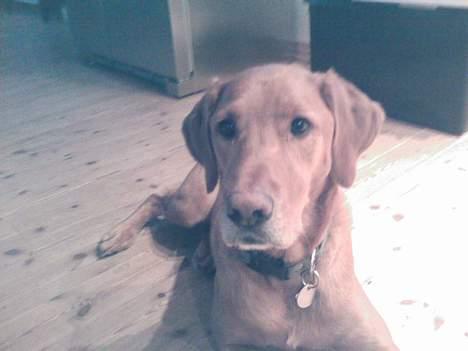 Blanding af racer Max billede 9