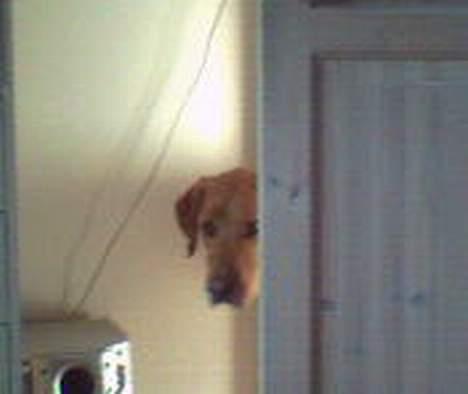 Blanding af racer Max billede 10