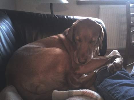 Blanding af racer Max billede 12