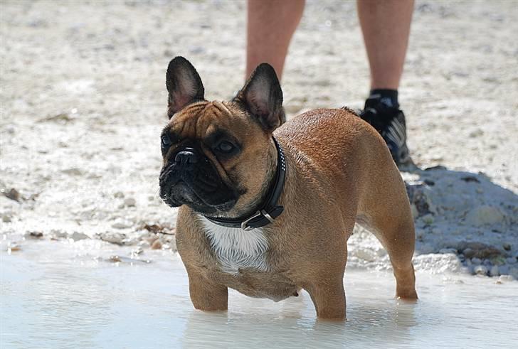 Fransk bulldog Emma  - smukke pigen billede 7