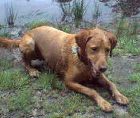 Blanding af racer Max billede 15