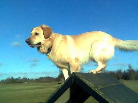 Golden retriever Buller billede 17