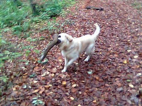 Golden retriever Buller billede 18