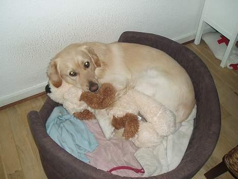 Golden retriever Buller billede 19