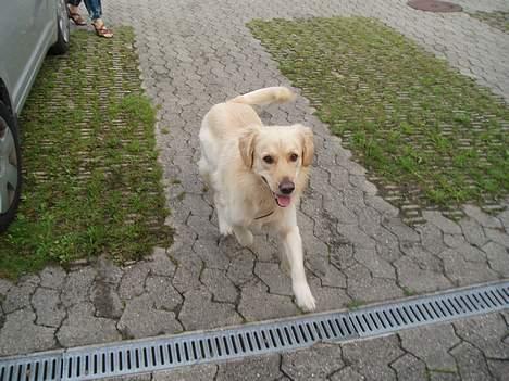 Golden retriever Buller billede 20