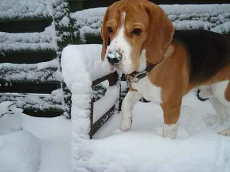 Beagle Oscar - Snehunden Oscar billede 13