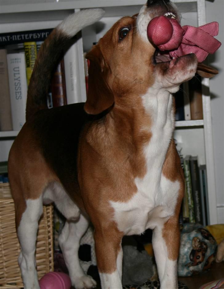 Beagle Oscar - Sådan en Kong Wuppa er super sjov! billede 14