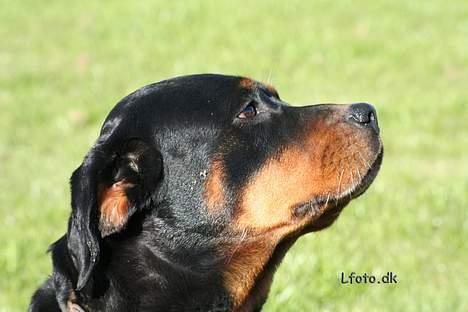 Rottweiler Maggi  (Død d. 10/8 2009) billede 1