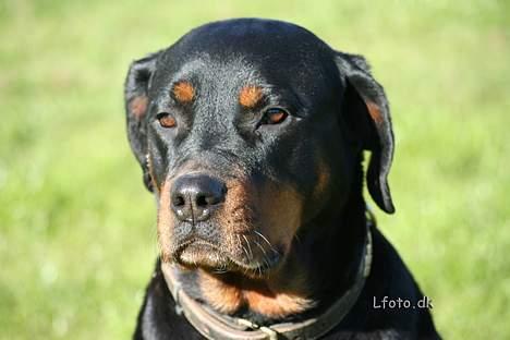 Rottweiler Maggi  (Død d. 10/8 2009) billede 2