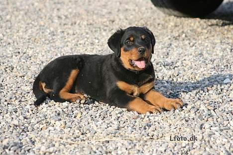 Rottweiler Maggi  (Død d. 10/8 2009) billede 3