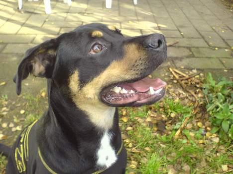 Blanding af racer Santos*R.I.P* billede 1