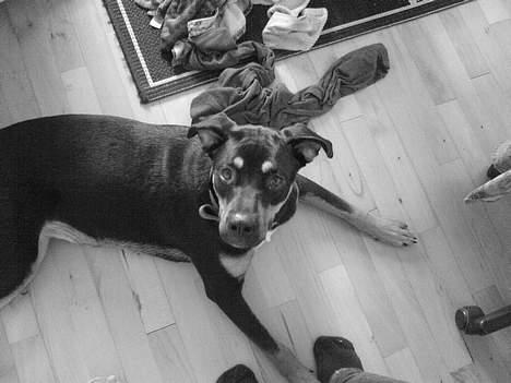 Blanding af racer Santos*R.I.P* billede 2