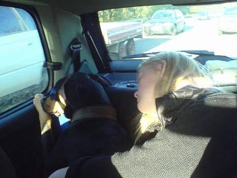 Blanding af racer Santos*R.I.P* - Sover man, så sover man billede 3